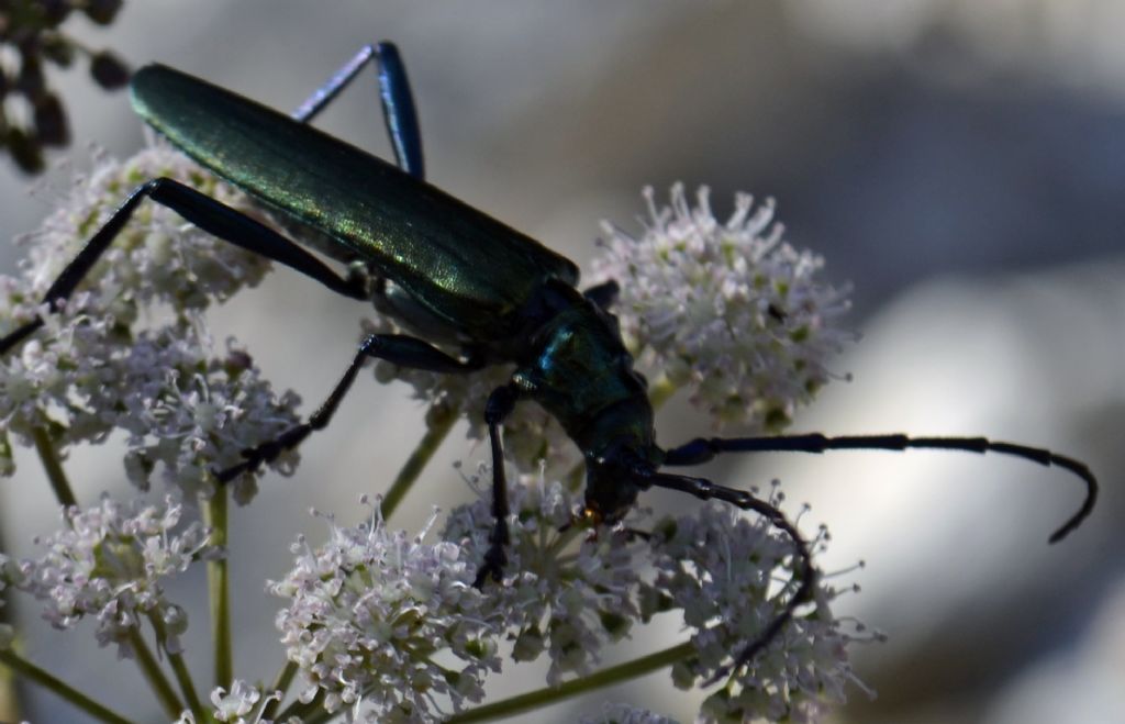 Cerambicide id. - Aromia moschata ssp. moschata